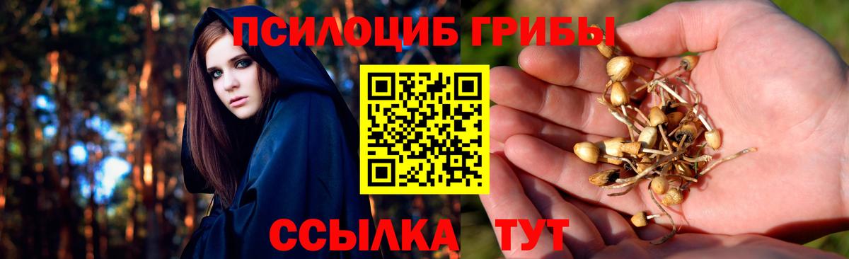 Торжок  Галлюциногенные грибы Cubensis  Вход с VPN 